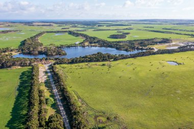 Drone aerial photograph of a herd of cows grazing in a large green agricultural field on King Island in Tasmania in Australia clipart