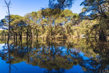 Photograph of flooding at River Road by Blundells Creek near the Hawkesbury River in Lower Portland in New South Wales in Australia