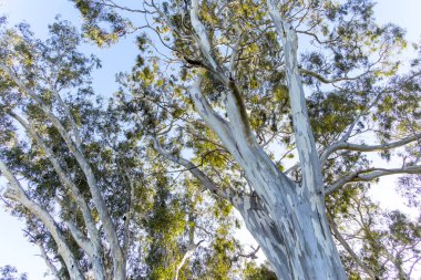 Avustralya 'nın Victoria bölgesinde büyük okaliptüs sakız ağaçlarının beyaz kabuklu ve yeşil yapraklı fotoğrafı.