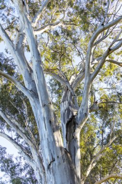 Avustralya 'nın Victoria bölgesinde büyük okaliptüs sakız ağaçlarının beyaz kabuklu ve yeşil yapraklı fotoğrafı.