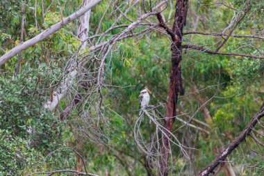 Avustralya 'nın Yeni Güney Galler' indeki Mavi Dağlar 'daki bir ağacın dalında oturan yetişkin bir Kookaburra' nın fotoğrafı..