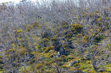 Şiddetli orman yangınından etkilenen ağaçların fotoğrafı ve Avustralya 'nın Yeni Güney Galler' indeki Karlı Dağlar 'da yeniden büyümenin başlangıcı