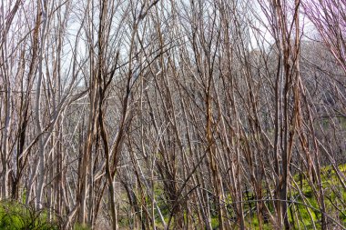 Avustralya 'nın Yeni Güney Galler' indeki Karlı Dağlar 'da şiddetli orman yangınlarıyla yanmış ağaçların fotoğrafı.