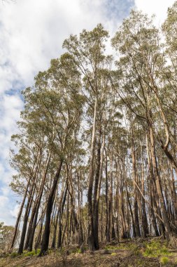 Avustralya 'nın Yeni Güney Galler' indeki Karlı Dağlar 'da şiddetli orman yangınlarıyla yanmış ağaçların fotoğrafı.