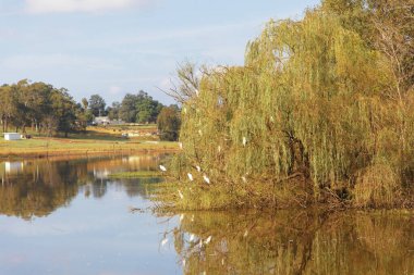 Avustralya 'nın Yeni Güney Galler' in Hawkesbury bölgesinde Yarramundi Gölü 'nün yanındaki söğüt ağacında oturan beyaz balıkçılların fotoğrafı..