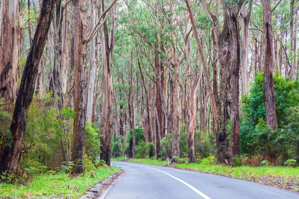 Fotografia Una Strada Che Attraversa Alberi Eucalipto Nella Foresta Pluviale — Foto Stock