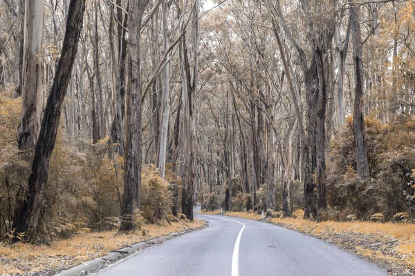 Photograph Road Running Eucalyptus Trees Cape Otway Rain Forest Great — Stock Photo, Image