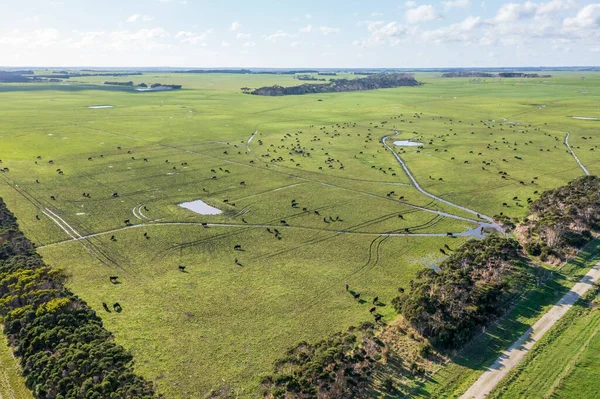 Drone aerial photograph of a herd of cows grazing in a large green agricultural field on King Island in Tasmania in Australia
