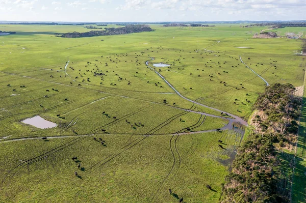 Drone aerial photograph of a herd of cows grazing in a large green agricultural field on King Island in Tasmania in Australia