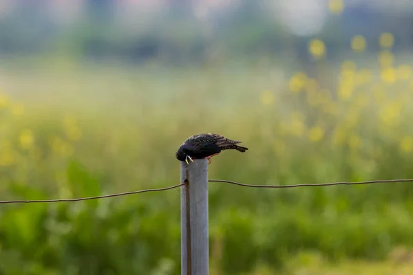 Φωτογραφία Ενός Μικρού Μαύρου Πουλιού Που Στέκεται Ένα Γκρίζο Φράχτη — Φωτογραφία Αρχείου