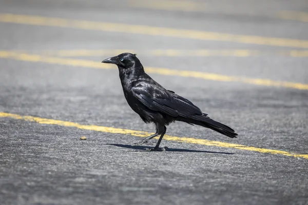 Photographie Corbeau Noir Marchant Cherchant Nourriture Sur Asphalte Dans Parking — Photo