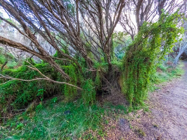 Foto Einer Grünen Weinrebe Die Auf Einem Alten Abgestorbenen Baum — Stockfoto