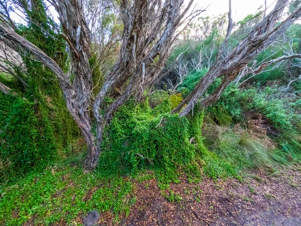 Fotografia Zielonej Winorośli Rosnącej Starym Martwym Drzewie Pobliżu Ścieżki Spacerowej — Zdjęcie stockowe