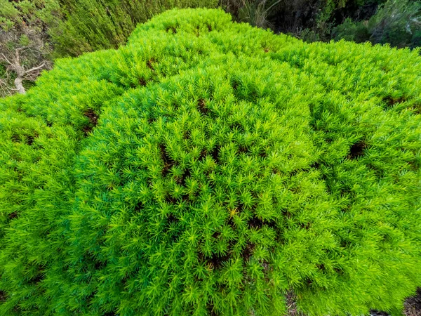 Photograph Large Bright Green Bush Alongside Dirt Walking Track King — Stock Photo, Image