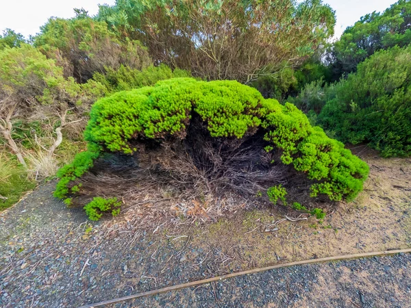 Fotografia Grande Cespuglio Verde Lungo Una Pista Sterrata King Island — Foto Stock