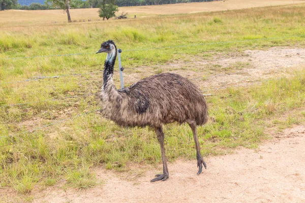 Fotografia Dużego Dorosłego Emu Torze Brudu Centralnej Tablelands Nowej Południowej — Zdjęcie stockowe