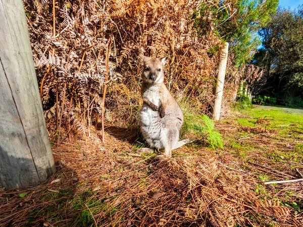 Fotografia Wallaby Joey Wypas Pobliżu Ogrodzenia Pędzla King Island Tasmania — Zdjęcie stockowe