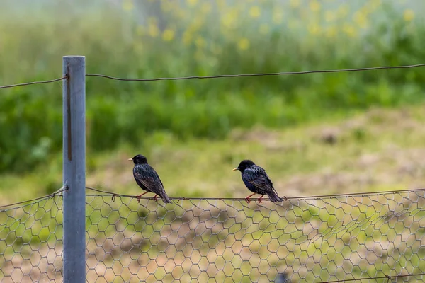 Fotografering Två Små Svarta Fåglar Som Står Ett Rostigt Stängsel — Stockfoto