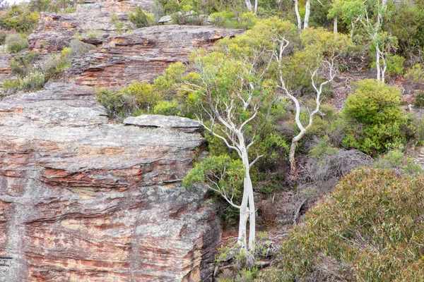 ปภาพของต นไม หมากฝร งขนาดใหญ บนหน าผาในภาคกลางของน วเซาท เวลส ในออสเตรเล — ภาพถ่ายสต็อก