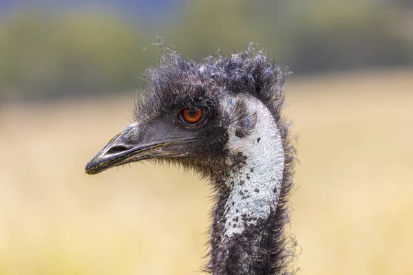 Fotografía Cerca Cabeza Cuello Emú Australiano Las Mesetas Centrales Nueva — Foto de Stock
