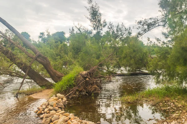 Φωτογραφία Των Πλημμυρών Και Των Κατεστραμμένων Δέντρων Στον Ευρωπαϊκό Ποταμό — Φωτογραφία Αρχείου