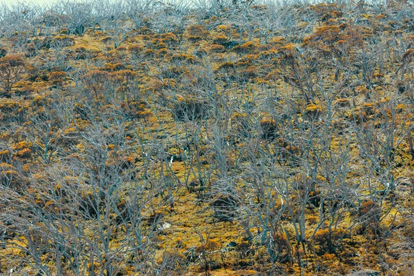 Foto Van Bomen Die Zijn Getroffen Door Hevige Bosbranden Het — Stockfoto