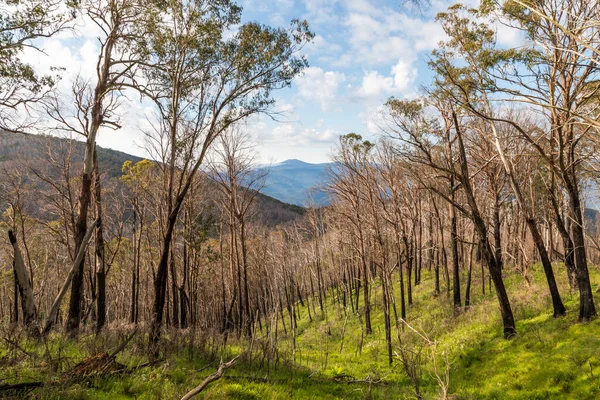 오스트레일리아 뉴사우스웨일스주의 스노이 산맥에서 산불로 나무들의 — 스톡 사진