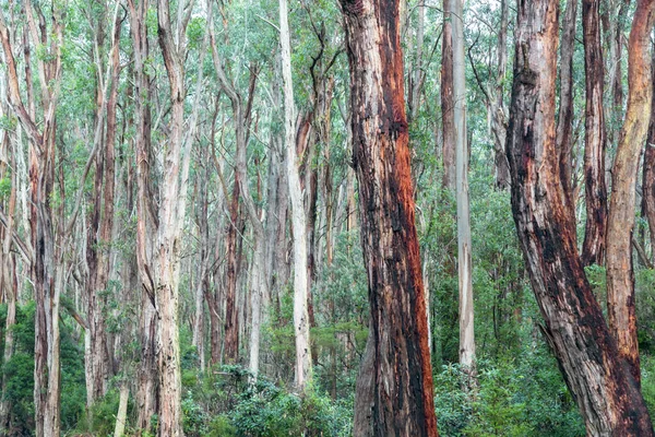 Fotografering Eukalyptusträd Regnskogen Cape Otway Nära Great Ocean Road Regionen — Stockfoto