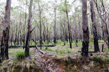 Okaliptüs ağaçlarının Avustralya 'nın Yeni Güney Galler' indeki Mavi Dağlar 'daki şiddetli orman yangınından kurtuluşunun fotoğrafı.
