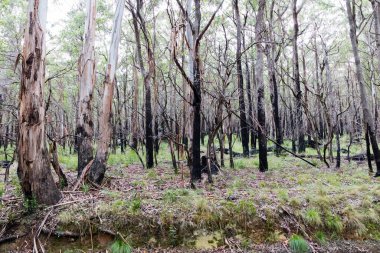 Okaliptüs ağaçlarının Avustralya 'nın Yeni Güney Galler' indeki Mavi Dağlar 'daki şiddetli orman yangınından kurtuluşunun fotoğrafı.