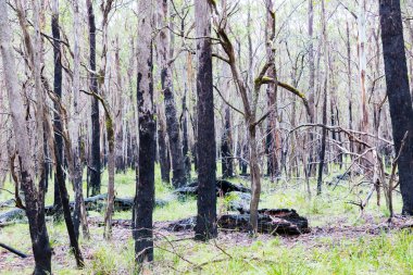 Okaliptüs ağaçlarının Avustralya 'nın Yeni Güney Galler' indeki Mavi Dağlar 'daki şiddetli orman yangınından kurtuluşunun fotoğrafı.