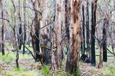 Okaliptüs ağaçlarının Avustralya 'nın Yeni Güney Galler' indeki Mavi Dağlar 'daki şiddetli orman yangınından kurtuluşunun fotoğrafı.