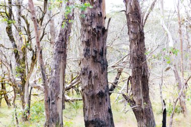 Okaliptüs ağaçlarının Avustralya 'nın Yeni Güney Galler' indeki Mavi Dağlar 'daki şiddetli orman yangınından kurtuluşunun fotoğrafı.