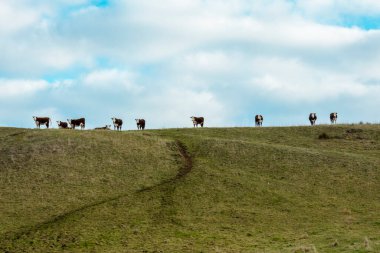 Avustralya 'daki Tazmanya Bas Boğazı' ndaki King Island 'da yeşil bir tarımda otlayan kahverengi ineklerin fotoğrafı.
