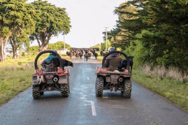 Avustralya 'daki Tazmanya Bas Boğazı' ndaki King Island yolunda başka bir otlağa götürülen siyah inek sürüsünün fotoğrafı.