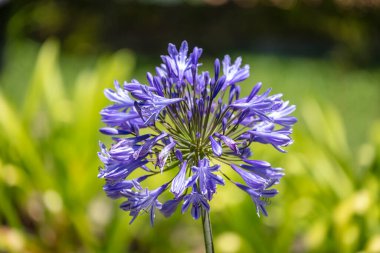Büyük mor Agapanthus çiçeğinin fotoğrafıyla evcil bir bahçedeki yeşil arka plan karşı karşıya.