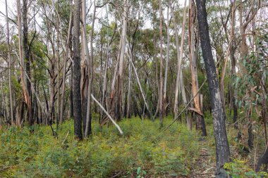 Avustralya 'nın Yeni Güney Galler bölgesindeki Merkez Tablolardaki şiddetli orman yangınından kurtulan ağaçların fotoğrafları