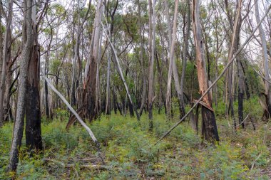 Avustralya 'nın Yeni Güney Galler bölgesindeki Merkez Tablolardaki şiddetli orman yangınından kurtulan ağaçların fotoğrafları