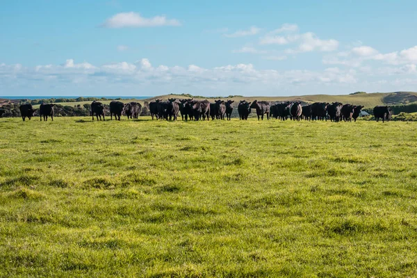 stock image Photograph of a herd of black cows grazing in a field on King Island in the Bass Strait of Tasmania in Australia