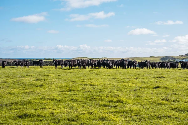 stock image Photograph of a herd of black cows grazing in a field on King Island in the Bass Strait of Tasmania in Australia