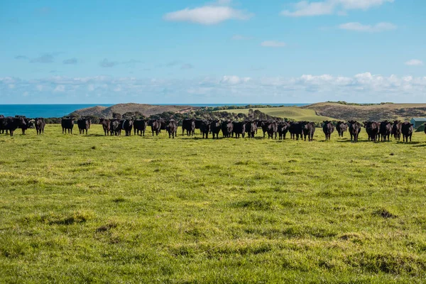 Photograph Herd Black Cows Grazing Field King Island Bass Strait — Stock Photo, Image