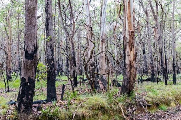오스트레일리아 뉴사우스웨일스주의 산맥에서 산불에서 회복되고 유칼립투스 나무의 — 스톡 사진