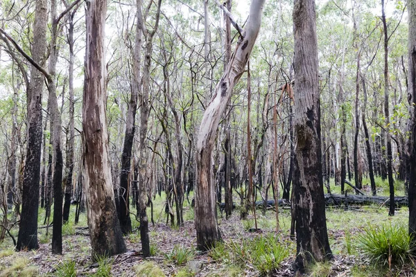 Fotografia Drzew Eukaliptusowych Odzyskujących Siły Silnym Pożarze Krzewów Blue Mountains — Zdjęcie stockowe