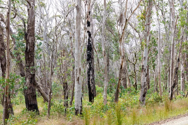 Photographie Eucalyptus Remettant Violent Feu Brousse Dans Les Blue Mountains — Photo