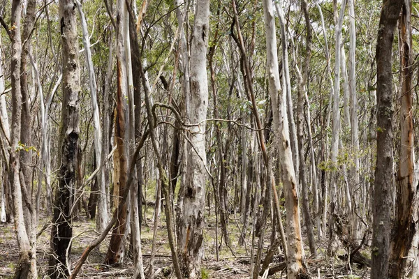 stock image Photograph of eucalyptus trees recovering from severe bushfire in The Blue Mountains in New South Wales in Australia