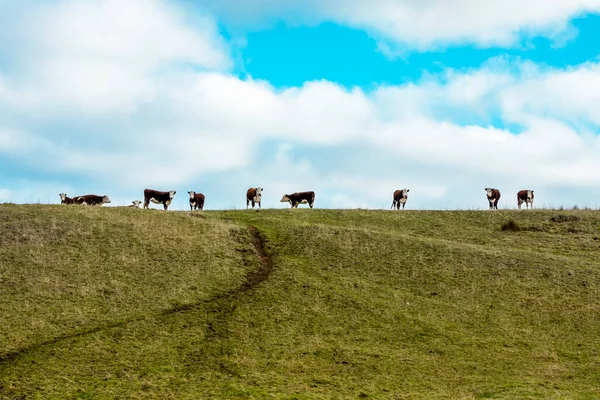 stock image Photograph of brown cows grazing in a green agricultural field on King Island in the Bass Strait of Tasmania in Australia