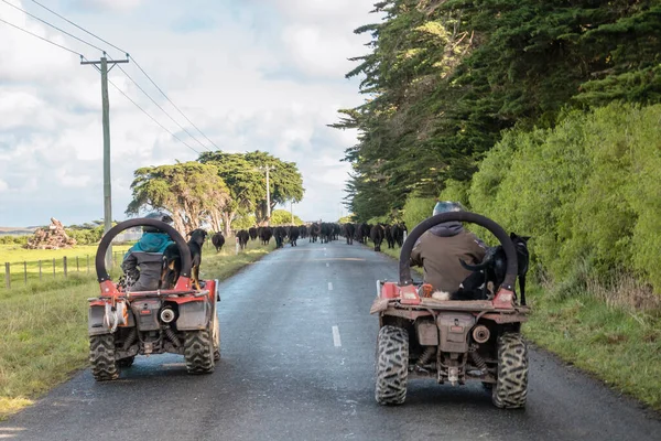 Avustralya 'daki Tazmanya Bas Boğazı' ndaki King Island yolunda başka bir otlağa götürülen siyah inek sürüsünün fotoğrafı.