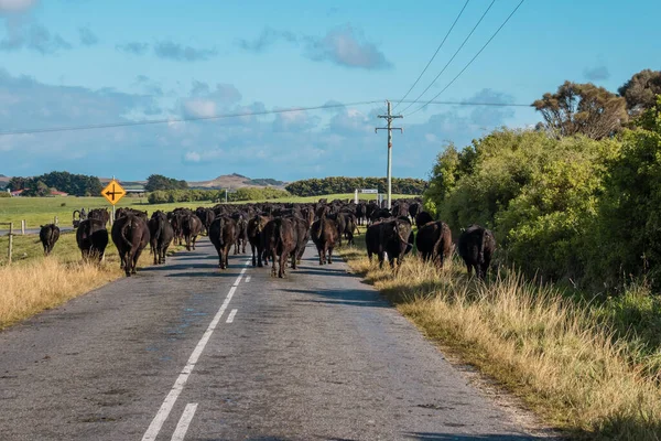 Avustralya 'daki Tazmanya Bas Boğazı' ndaki King Island yolunda başka bir otlağa götürülen siyah inek sürüsünün fotoğrafı.