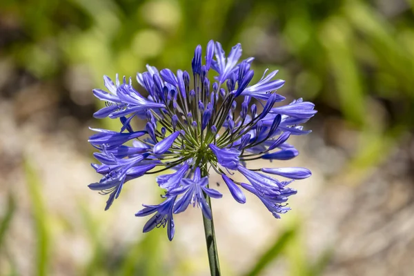 Stock image Photograph of a large purple Agapanthus flower in the sunshine against a green background in a domestic garden