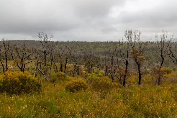 Photograph Trees Large Valley Recovering Severe Bushfire Blue Mountains New — Stock Photo, Image